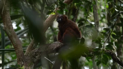 Wildlife Madagascar. Eulemur rubriventer, Red-bellied lemur, Andasibe NP, Madaga Stock Footage 289754319