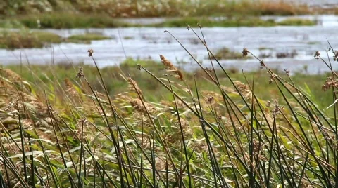 Wildlife marsh Stock Footage 850214