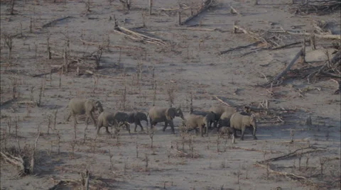 Wildlife Migration Elephants Herd Stock Footage 44672028