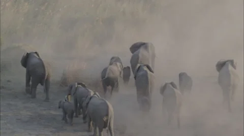Wildlife Migration Elephants Herd Stock Footage 44672066