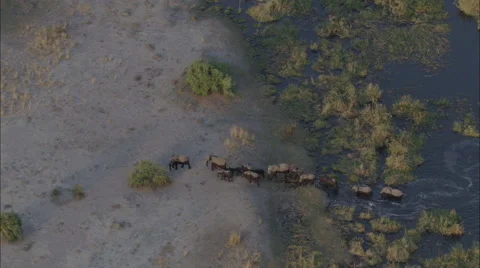 Wildlife Migration Elephants Herd Stock Footage 44672094