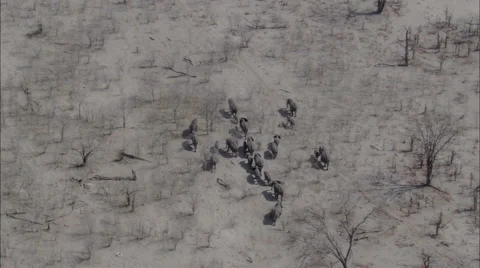 Wildlife Migration Elephants Herd Stock Footage 44672152
