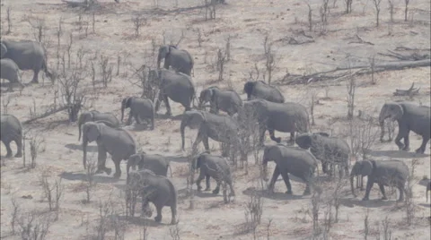 Wildlife Migration Elephants Herd Stock Footage 44672189