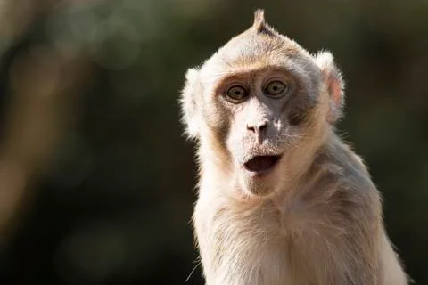 Wildlife Monkey Portrait Stock Photos