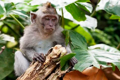 Wildlife Monkey Portrait Stock Photos