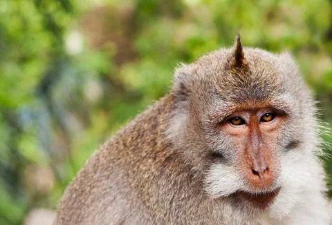 Wildlife Monkey Portrait Foto stock