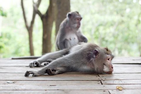 Wildlife Monkey Portrait Foto stock