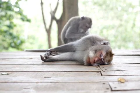 Wildlife Monkey Portrait Stock Photos