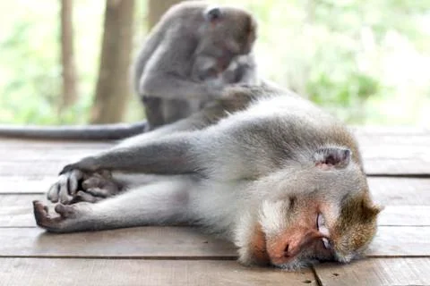Wildlife Monkey Portrait Stock Photos