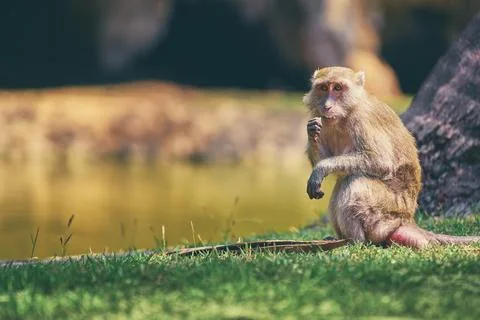 Wildlife. Monkey sitting on grass. Stock Photos