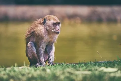 Wildlife. Monkey sitting on grass. Stock Photos