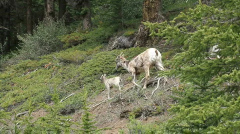 Wildlife Mountain sheep ewe and lambs P HD 1270 Stock Footage 855176