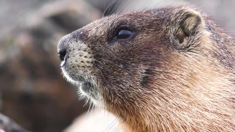 Wildlife - mouse Stock Footage 260704142