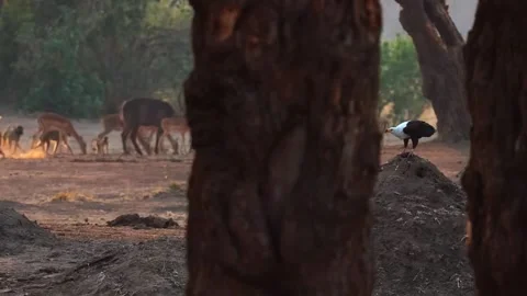 Wildlife Moving Behind Trees Stock Footage 321837641