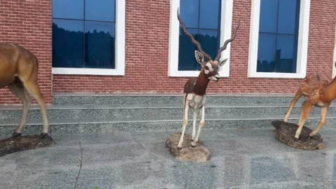 Wildlife museum Stock Footage 314652303