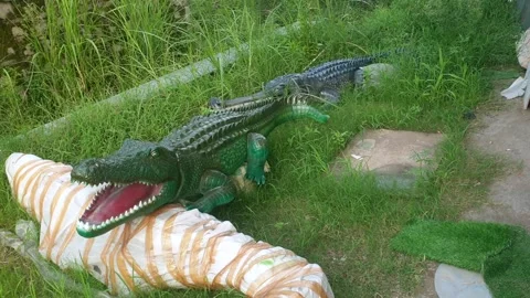 Wildlife museum Video stock 314652897