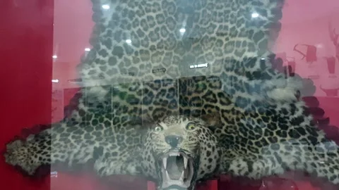 Wildlife museum Stock Footage 314653235