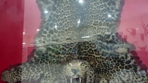 Wildlife museum Stock Footage 314653236
