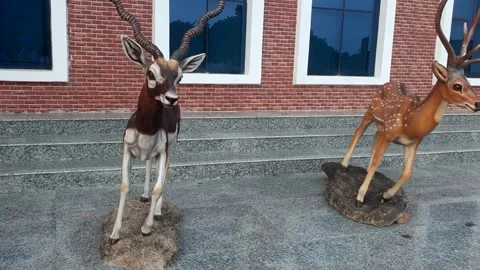 Wildlife museum Stock Footage 314653759