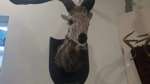 Wildlife museum Stock Footage 314653907