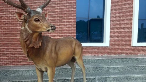 Wildlife museum Video stock 314654020