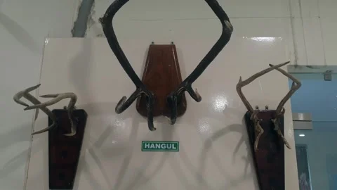 Wildlife museum Stock Footage 314654155