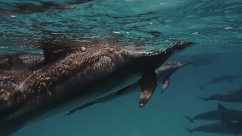 Wildlife nature. Group of dolphins playing in the blue water of Red sea Stock Footage 129227053