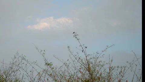 Wildlife in nature: Tiny birds resting on bamboo tree twigs. Video stock 334606414