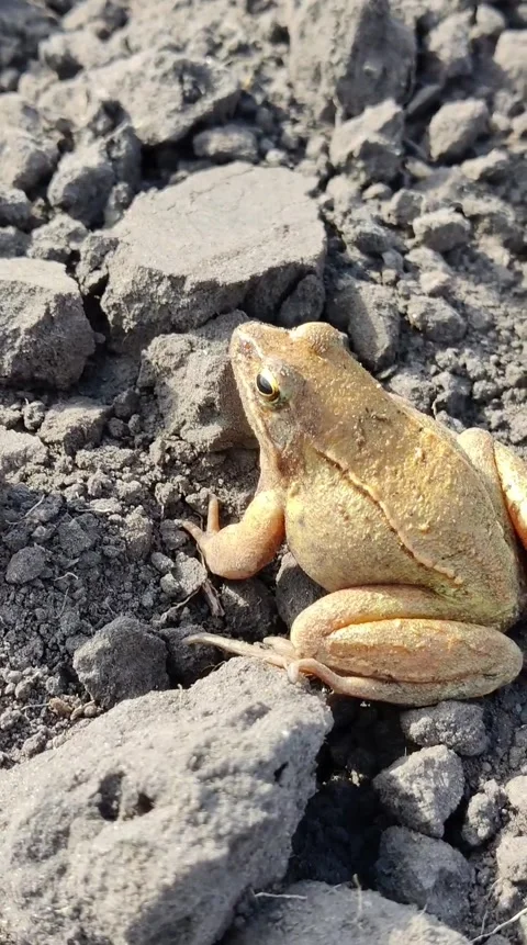 Wildlife of northern Ukraine. River frog. 스톡 동영상 293891453