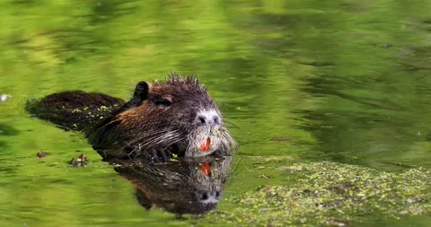 Wildlife Nutria Oregon Stock Footage 232279042