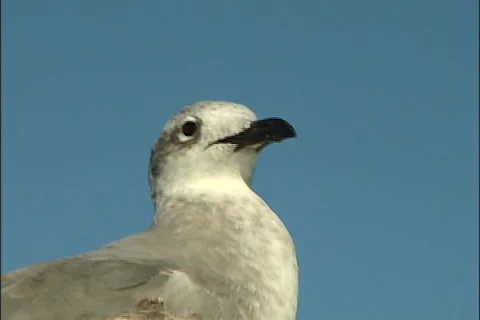 Wildlife ocean pan Stock Footage 923464