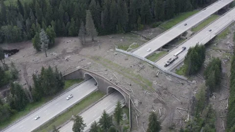 Wildlife Overpass I-90 Freeway Snoqualmie Pass Washington State Drone Aerial Stock Footage 159241765