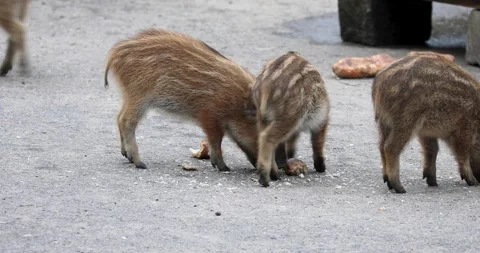 Wildlife park Stock Footage 220560393