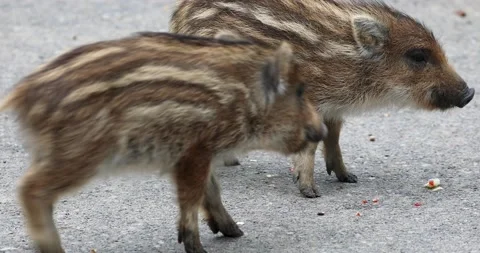 Wildlife park Stock Footage 220560429