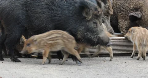 Wildlife park Video stock 220560453