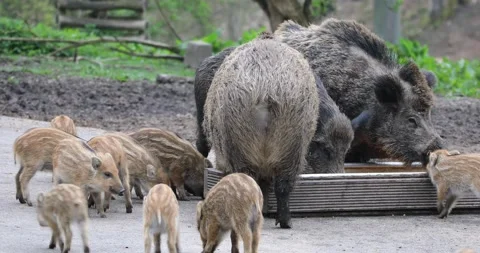 Wildlife park Stock-Footage 220560495