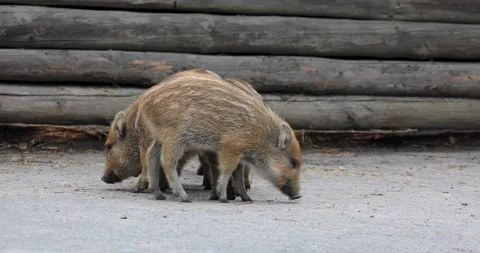 Wildlife park Vidéo 220560517