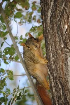 Wildlife Stock-Fotos