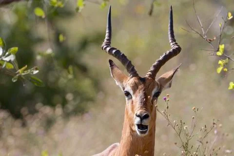 Wildlife Stock Photos