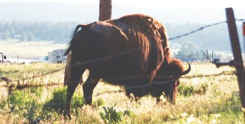 Wildlife 스톡 사진