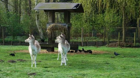 Wildlife. 写真素材