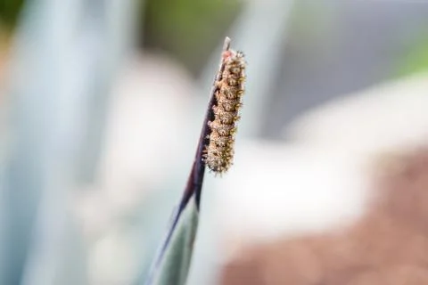 Wildlife Stock Photos