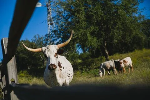 Wildlife Stock Photos