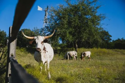 Wildlife Stock Photos