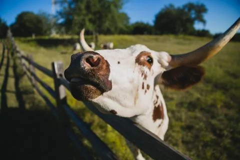 Wildlife Stock Photos