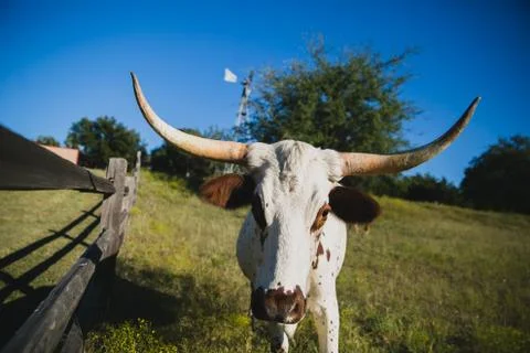 Wildlife Stock Photos