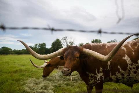 Wildlife Stock Photos