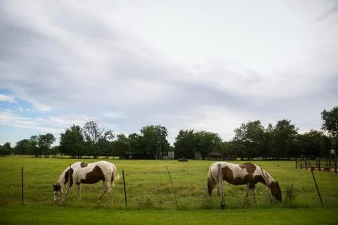 Wildlife Stock Photos