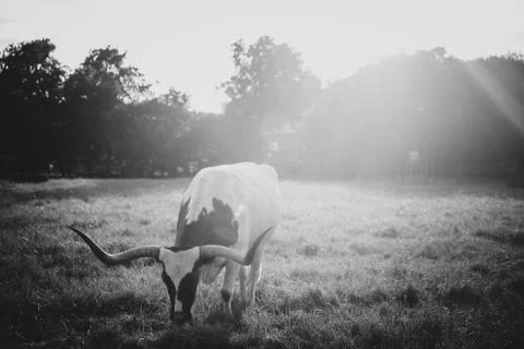 Wildlife Stock Photos