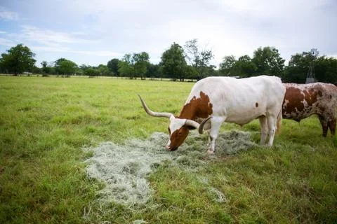 Wildlife Stock Photos